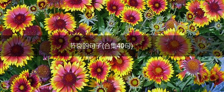 节哀的句子(合集40句),第1张