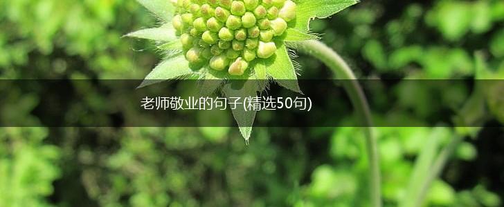 老师敬业的句子(精选50句),第1张