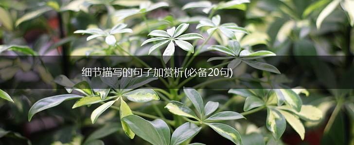 细节描写的句子加赏析(必备20句),第1张