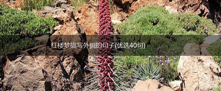 红楼梦描写外貌的句子(优选40句),第1张