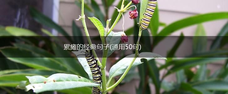 累瘫的经典句子(通用50句),第1张