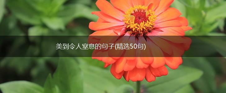 美到令人窒息的句子(精选50句),第1张