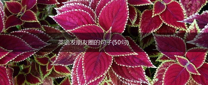 英语发朋友圈的句子(50句),第1张