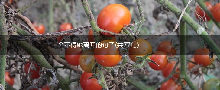 舍不得她离开的句子(共77句),第1张