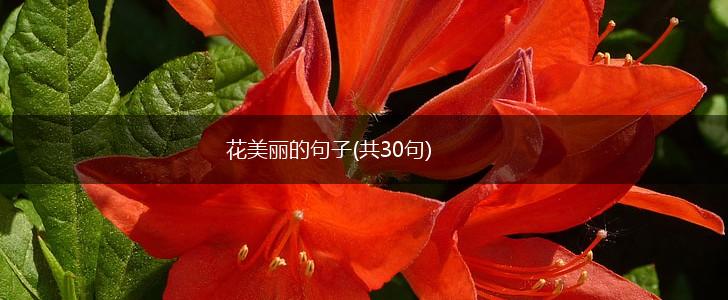 花美丽的句子(共30句),第1张