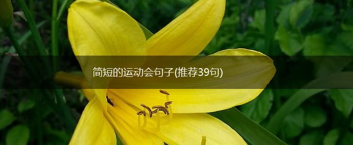 简短的运动会句子(推荐39句),第1张