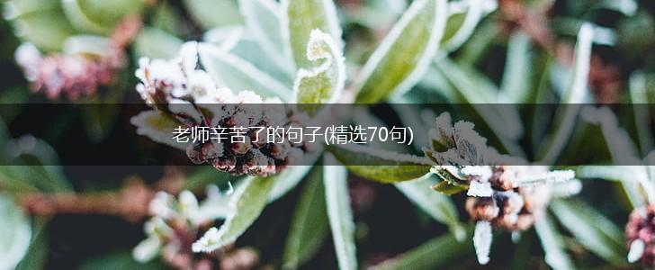 老师辛苦了的句子(精选70句),第1张