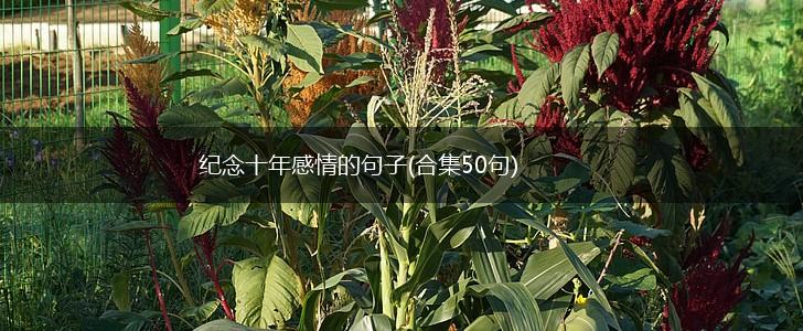 纪念十年感情的句子(合集50句),第1张