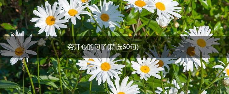 穷开心的句子(精选60句),第1张