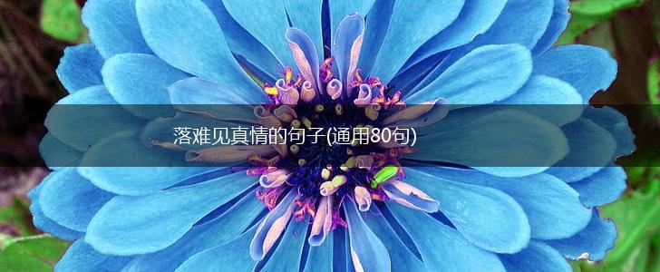 落难见真情的句子(通用80句),第1张