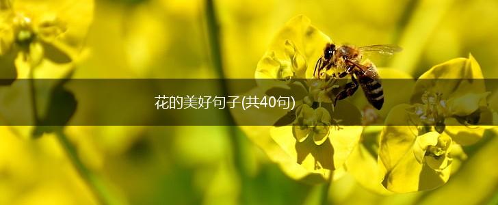 花的美好句子(共40句),第1张