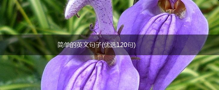 简单的英文句子(优选120句),第1张