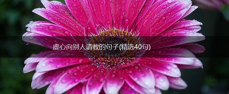 虚心向别人请教的句子(精选40句),第1张