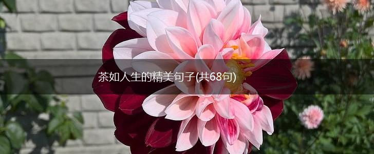 茶如人生的精美句子(共68句),第1张
