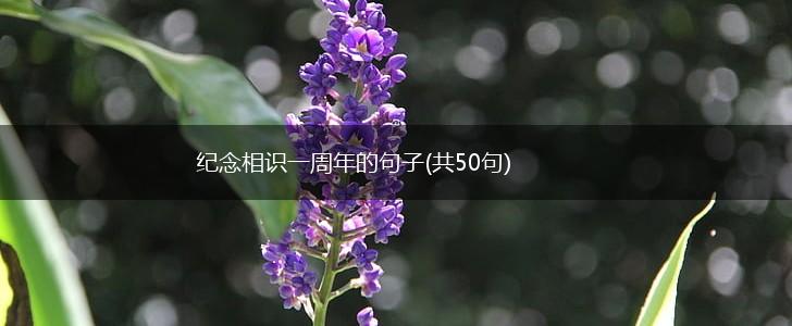 纪念相识一周年的句子(共50句),第1张