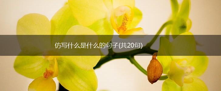 仿写什么是什么的句子(共20句),第1张