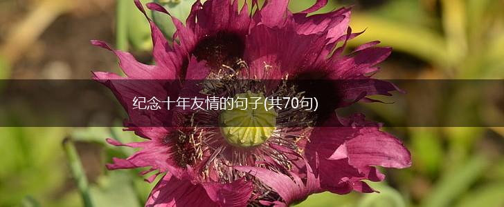 纪念十年友情的句子(共70句),第1张