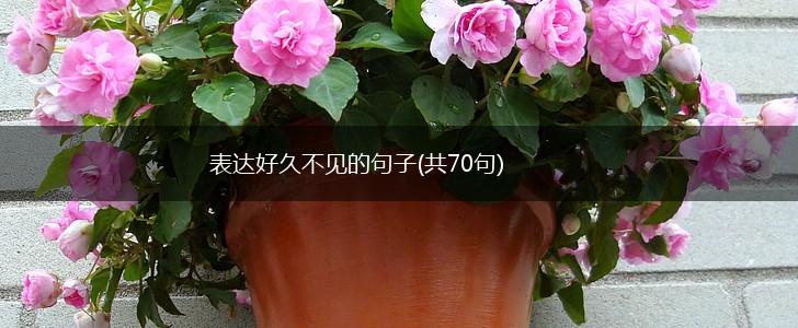 表达好久不见的句子(共70句),第1张