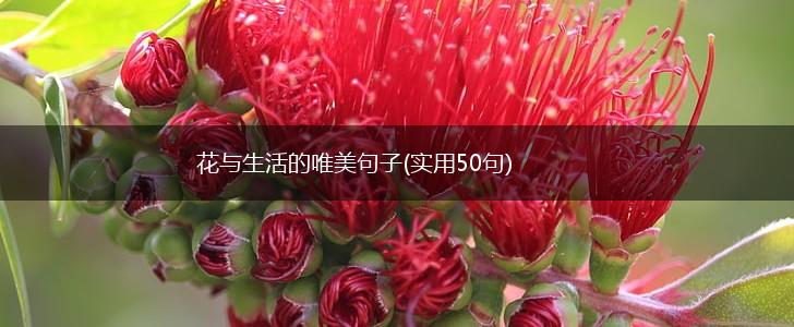 花与生活的唯美句子(实用50句),第1张
