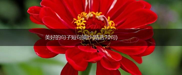 美好的句子短句摘抄(精选70句),第1张