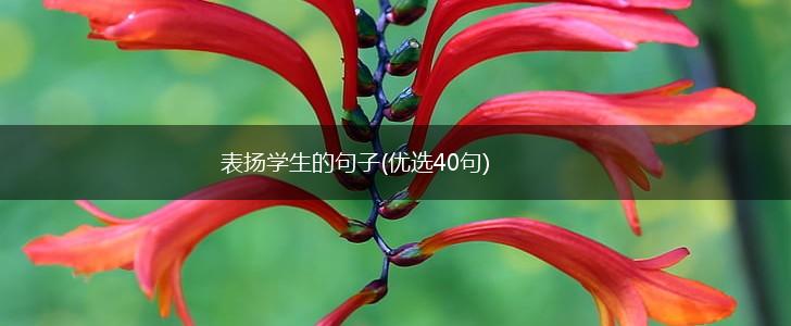 表扬学生的句子(优选40句),第1张