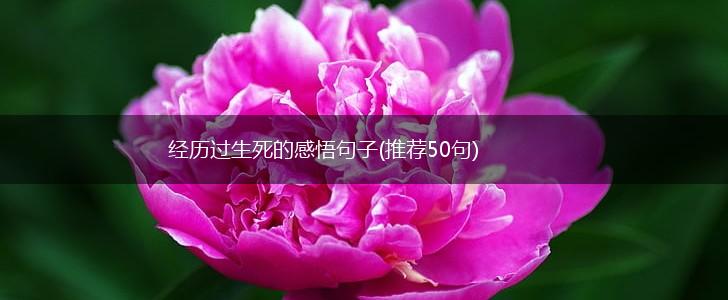 经历过生死的感悟句子(推荐50句),第1张