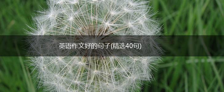 英语作文好的句子(精选40句),第1张