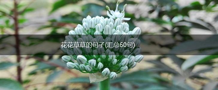 花花草草的句子(汇总60句),第1张
