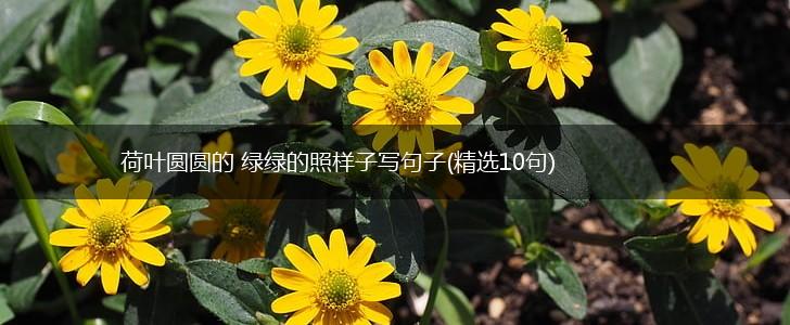 荷叶圆圆的 绿绿的照样子写句子(精选10句),第1张