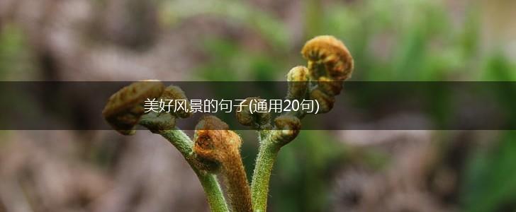美好风景的句子(通用20句),第1张