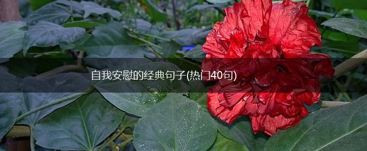 自我安慰的经典句子(热门40句),第1张