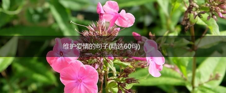维护爱情的句子(精选60句),第1张