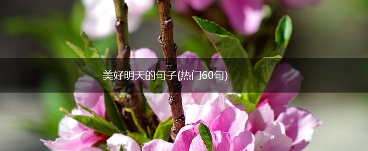 美好明天的句子(热门60句),第1张