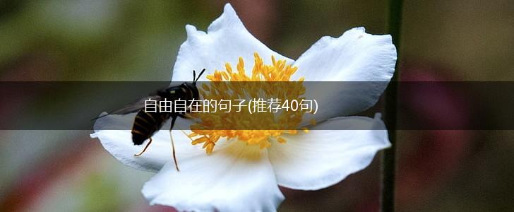自由自在的句子(推荐40句),第1张