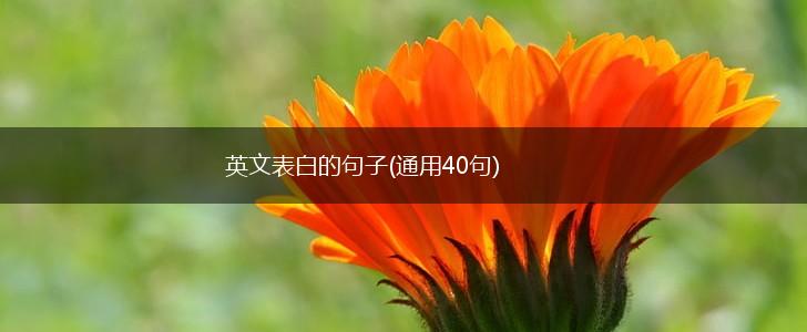 英文表白的句子(通用40句),第1张