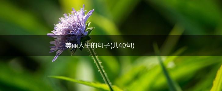 美丽人生的句子(共40句),第1张