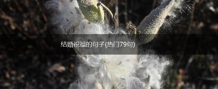 结婚祝福的句子(热门79句),第1张