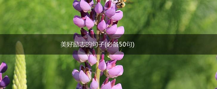 美好励志的句子(必备50句),第1张