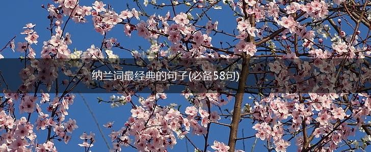 纳兰词最经典的句子(必备58句),第1张