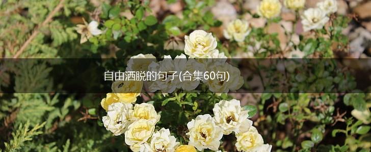 自由洒脱的句子(合集60句),第1张