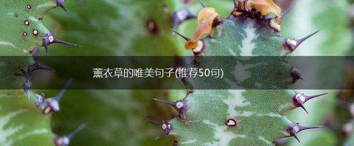薰衣草的唯美句子(推荐50句),第1张