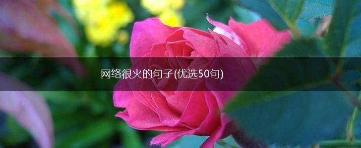 网络很火的句子(优选50句),第1张