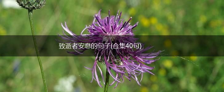 致逝者安息的句子(合集40句),第1张
