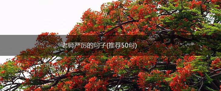 老师严厉的句子(推荐50句),第1张