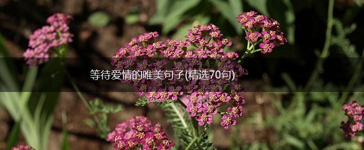 等待爱情的唯美句子(精选70句),第1张