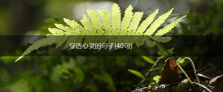 穿透心灵的句子(40句),第1张