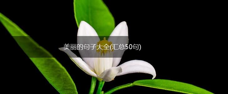 美丽的句子大全(汇总50句),第1张