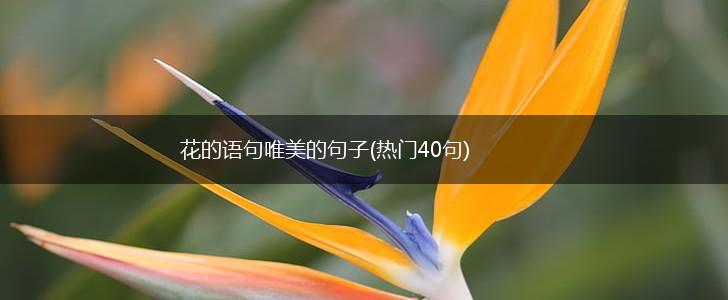 花的语句唯美的句子(热门40句),第1张