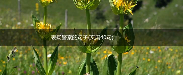 表扬警察的句子(实用40句),第1张