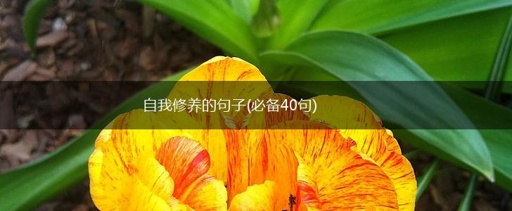 自我修养的句子(必备40句),第1张
